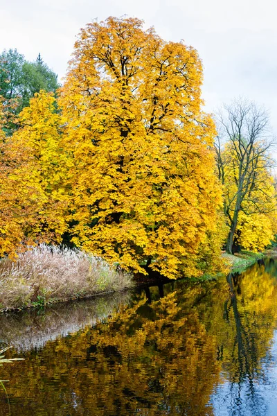 秋天的美丽风景落叶时在波兰华沙的拉齐耶斯基皇家公园 — 图库照片