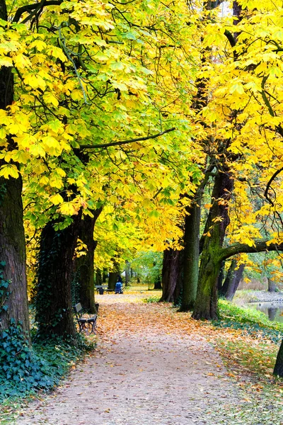 葉の間の秋の美しい路地は ヨーロッパ ポーランド ワルシャワのLazienki公園に落ちる — ストック写真