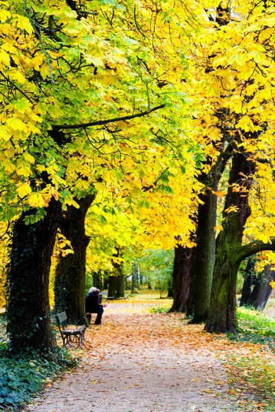 葉の間の秋の美しい路地は ヨーロッパ ポーランド ワルシャワのLazienki公園に落ちる — ストック写真