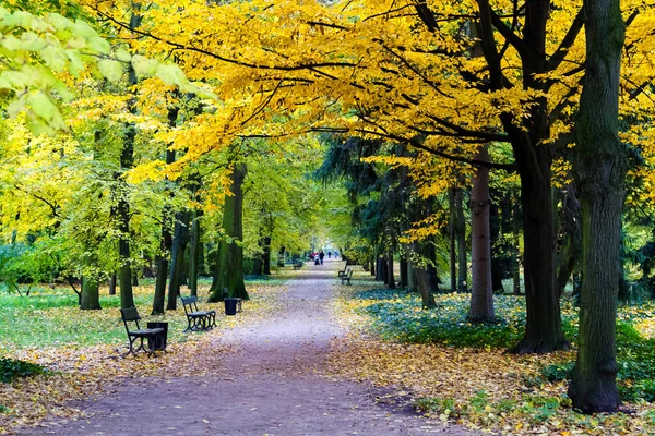 Gyönyörű Sikátor Ősszel Levelek Alatt Esik Lazienki Park Varsó Lengyelország — Stock Fotó