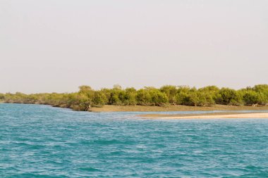 İran Körfezi, İran, Orta Doğu ve Asya 'daki Qeshm (Keshm) adası yakınlarındaki Mangrove ormanları