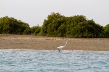 İran Körfezi, İran, Orta Doğu ve Asya 'daki Qeshm (Keshm) adası yakınlarındaki Mangrove ormanları