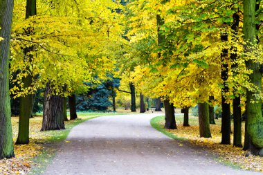 Lazienki Parkı, Varşova, Polonya ve Avrupa 'da sonbaharda güzel bir ara sokak dökülüyor.