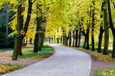 Lazienki Parkı, Varşova, Polonya ve Avrupa 'da sonbaharda güzel bir ara sokak dökülüyor.