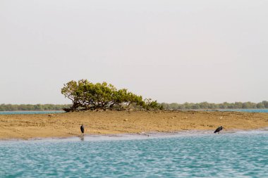 İran Körfezi, İran, Orta Doğu ve Asya 'daki Qeshm (Keshm) adası yakınlarındaki Mangrove ormanları