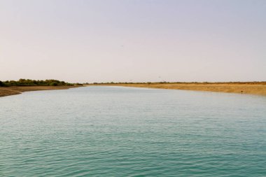 İran Körfezi, İran, Orta Doğu ve Asya 'daki Qeshm (Keshm) adası yakınlarındaki Mangrove ormanları
