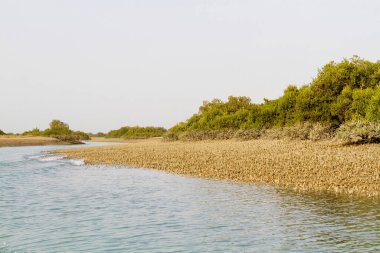 İran Körfezi, İran, Orta Doğu ve Asya 'daki Qeshm (Keshm) adası yakınlarındaki Mangrove ormanları