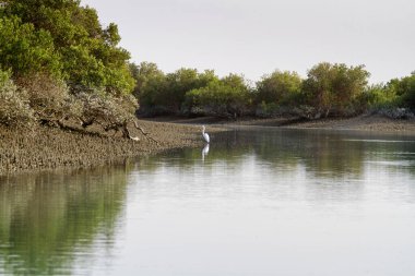 İran Körfezi, İran, Orta Doğu ve Asya 'daki Qeshm (Keshm) adası yakınlarındaki Mangrove ormanları