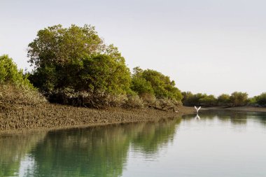 İran Körfezi, İran, Orta Doğu ve Asya 'daki Qeshm (Keshm) adası yakınlarındaki Mangrove ormanları