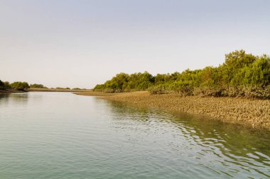 İran Körfezi, İran, Orta Doğu ve Asya 'daki Qeshm (Keshm) adası yakınlarındaki Mangrove ormanları