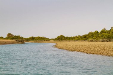 İran Körfezi, İran, Orta Doğu ve Asya 'daki Qeshm (Keshm) adası yakınlarındaki Mangrove ormanları
