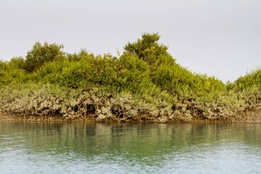 İran Körfezi, İran, Orta Doğu ve Asya 'daki Qeshm (Keshm) adası yakınlarındaki Mangrove ormanları