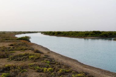 İran Körfezi, İran, Orta Doğu ve Asya 'daki Qeshm (Keshm) adası yakınlarındaki Mangrove ormanları