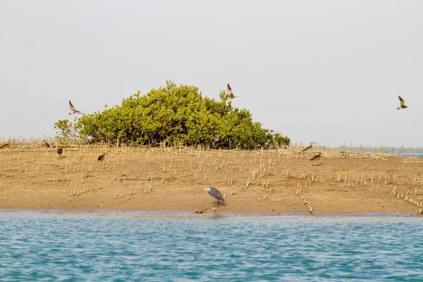 Floresta Mangue Perto Ilha Qeshm Keshm Golfo Pérsico Irão Médio Fotografia De Stock