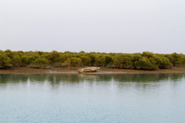 İran Körfezi, İran, Orta Doğu ve Asya 'daki Qeshm (Keshm) adası yakınlarındaki Mangrove ormanları