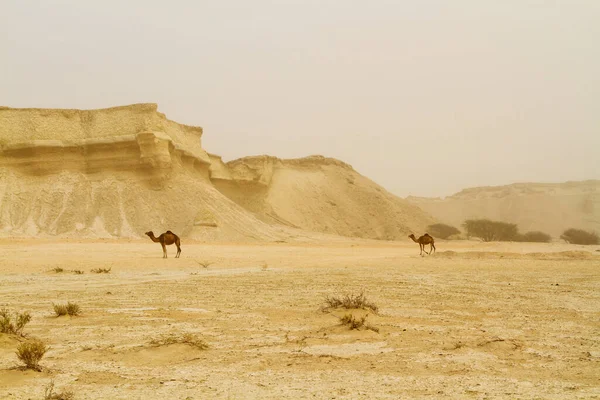 Ökenlandskap Med Kamel Sand Berg Och Öken Qeshm Persiska Viken — Stockfoto