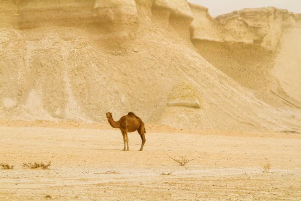 ラクダと砂漠の風景 Qeshm島 ペルシャ湾 イラン アジアの砂 — ストック写真