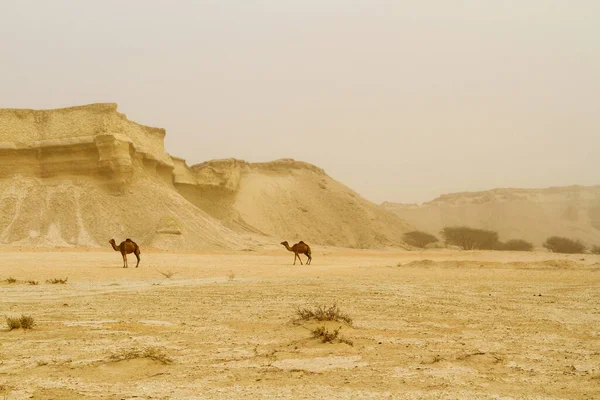 Ökenlandskap Med Kamel Sand Berg Och Öken Qeshm Persiska Viken — Stockfoto