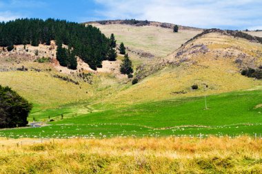 Yeni Zelanda 'nın Güney Adası' nda yaz mevsiminde güzel tarım arazisi manzarası
