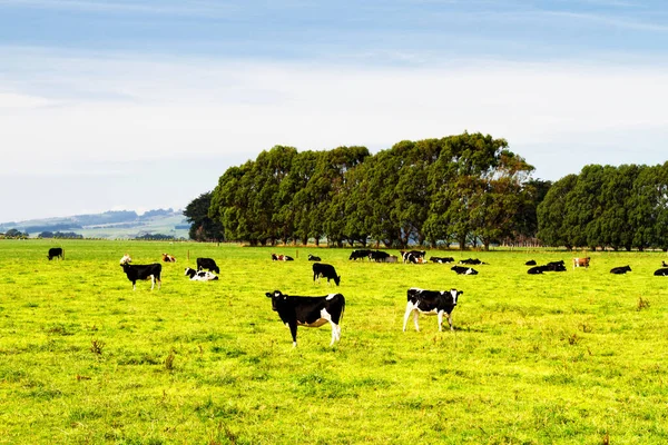 Nekler Yeni Zelanda Daki Büyük Çiftliklerde Taze Yeşil Çimen Otlatıyorlar — Stok fotoğraf