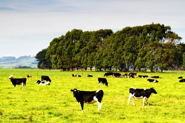 Cows Grazing Fresh Green Grass Huge New Zealand Farms Landscape — Stock Photo, Image