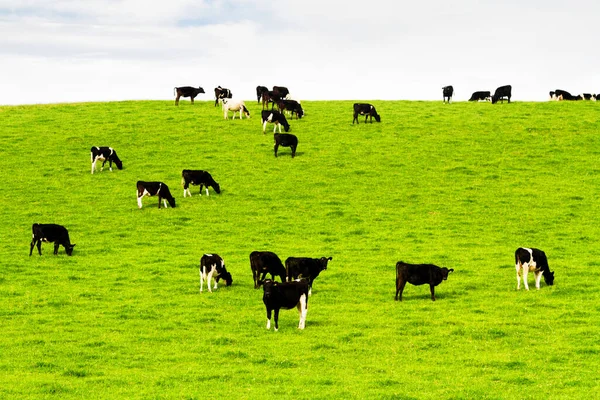 Krávy Pasoucí Čerstvě Zelenou Trávu Obrovských Farmách Novém Zélandu Zobrazení — Stock fotografie