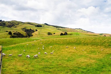 Sakin mavi gökyüzünün altında koyunları olan yuvarlanan yeşil tarlalar. Yeni Zelanda 'daki Kiwi Vadisi' nin koyun çiftliklerinin otlakları üzerinde renkli bir manzara.