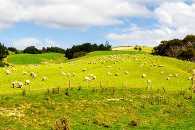 Sakin mavi gökyüzünün altında koyunları olan yuvarlanan yeşil tarlalar. Yeni Zelanda 'daki Kiwi Vadisi' nin koyun çiftliklerinin otlakları üzerinde renkli bir manzara.
