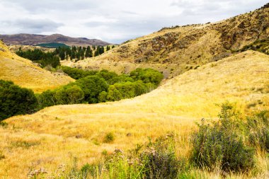 Yeni Zelanda 'nın Güney Adası' nda yaz mevsiminde güzel tarım arazisi manzarası