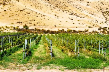 Otago, Yeni Zelanda 'da gün batımından önce dağlarla dolu güzel üzüm bahçeleri.