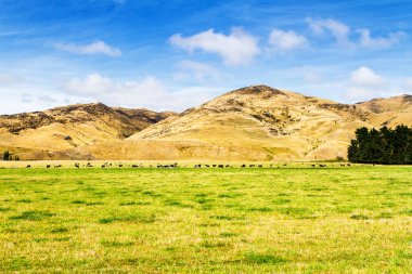 İnekler, Yeni Zelanda 'daki büyük çiftliklerde taze yeşil çimen otlatıyorlar. Peyzaj görünümü.