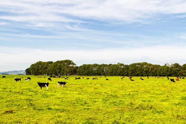 Vacas Pastando Grama Verde Fresca Uma Enorme Fazendas Nova Zelândia — Fotografia de Stock