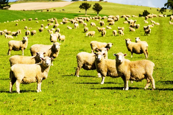 Rolling Zöld Farm Mezők Juhok Alatt Nyugodt Kék Színes Panoráma — Stock Fotó