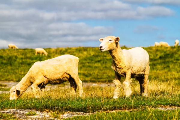 Rolling Zöld Farm Mezők Juhok Alatt Nyugodt Kék Színes Panoráma — Stock Fotó