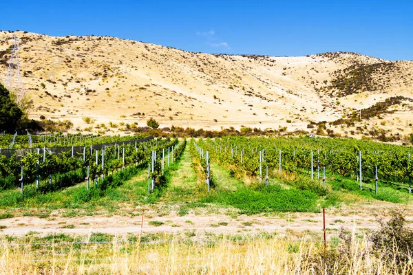 Fila Belo Quintal Uvas Antes Pôr Sol Com Montanha Otago — Fotografia de Stock