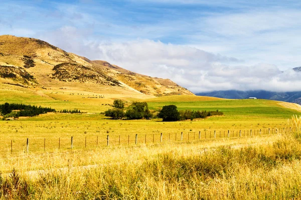 Hermosa Vista Tierras Cultivo Verano Isla Sur Nueva Zelanda —  Fotos de Stock