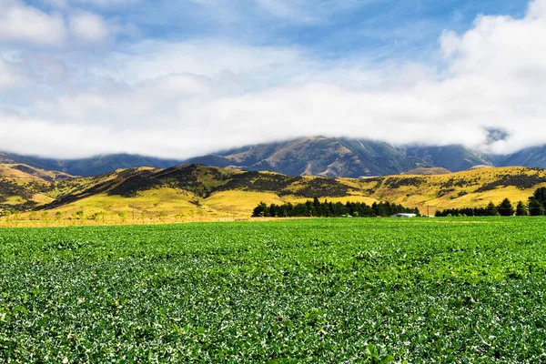 Bela Vista Terras Agrícolas Verão South Island Nova Zelândia — Fotografia de Stock