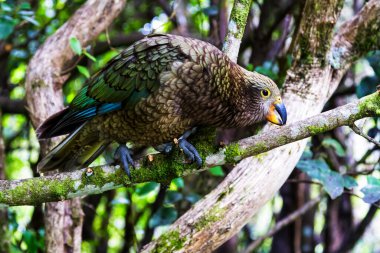 Kea alp papağanı (Nestor notabilis). Arthur 's Pass Ulusal Parkı, Yeni Zelanda