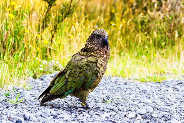 Perroquet Kea Nestor Notabilis Arthur Pass National Park Nouvelle Zélande — Photo