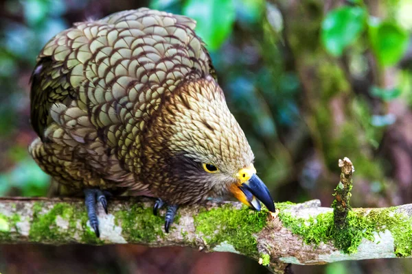 克亚高山鹦鹉 Nestor Notabilis Arthur Pass国家公园 新西兰 — 图库照片