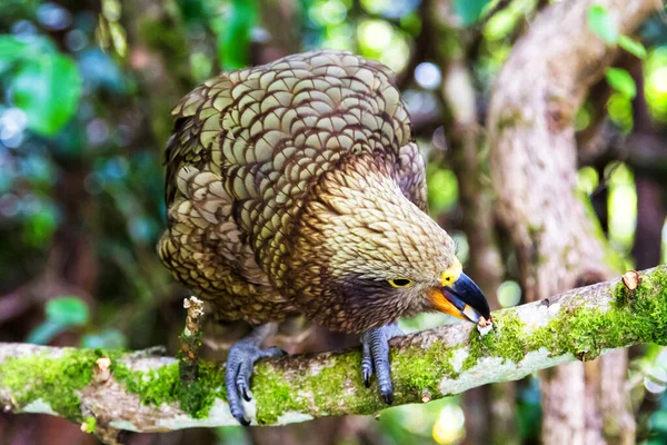 Loro Alpino Kea Nestor Notabilis Arthur Pass National Park Nueva — Foto de Stock