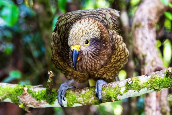 앵무새 Nestor Notabilis Arthurs Pass National Park New Zealand — 스톡 사진