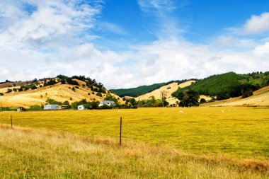 Yeni Zelanda 'nın Güney Adası' nda yaz mevsiminde güzel tarım arazisi manzarası