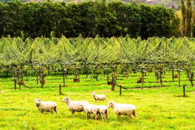 kivi meyvesi (Actinidia deliciosa) Yeni Zelanda 'da büyük bir meyve bahçesinde yetişir. Ön planda koyun sürüsü
