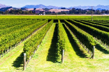 Gün batımından önce, Yeni Zelanda, Blenheim 'da dağlarla dolu güzel üzüm bahçeleri.
