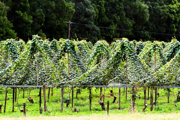 Kiwis Fruit Actinidia Deliciosa Growing Large Orchard New Zealand — Stock Photo, Image