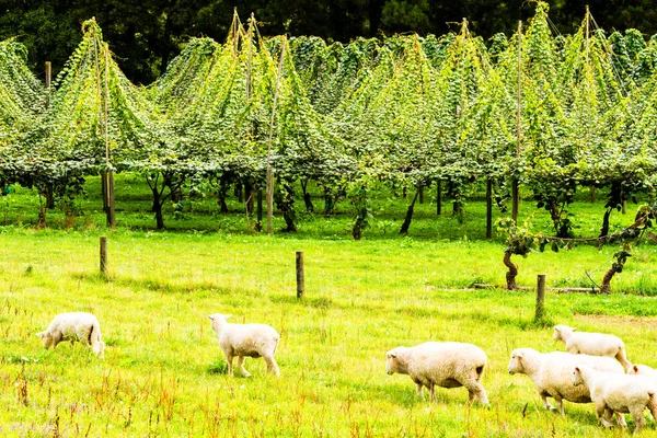 Kiwis Fruit Actinidia Deliciosa Growing Large Orchard New Zealand Flock — Stock Photo, Image