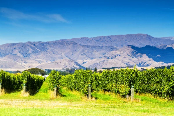 Řada Krásné Vinice Před Západem Slunce Horou Blenheimu Nový Zéland — Stock fotografie