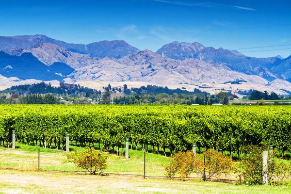 Fila Hermoso Viñedo Antes Del Atardecer Con Montaña Blenheim Nueva — Foto de Stock