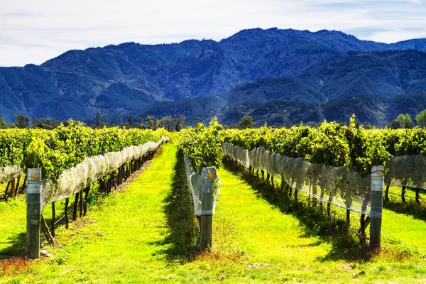 Row Beautiful Grape Yard Sunset Mountain Blenheim New Zealand — Stock Photo, Image